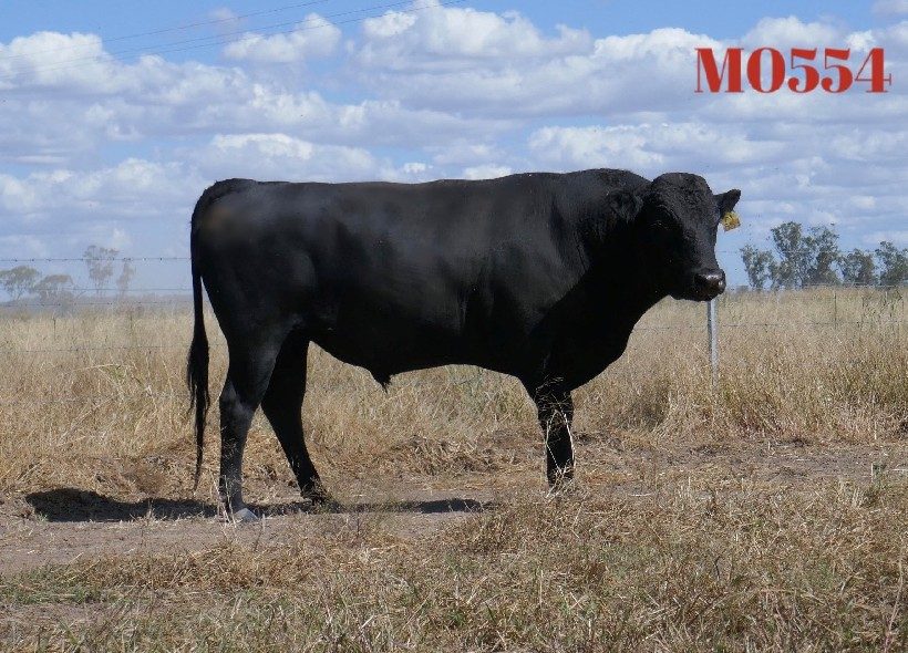 MACQUARIE WAGYU M0554 (AI) (ET), fullblood Wagyu sire