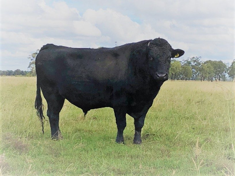 MACQUARIE WAGYU P0006 (ET), fullblood Wagyu sire