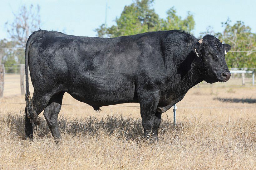 BLACKMORE L408 (AI) (ET), fullblood Wagyu sire