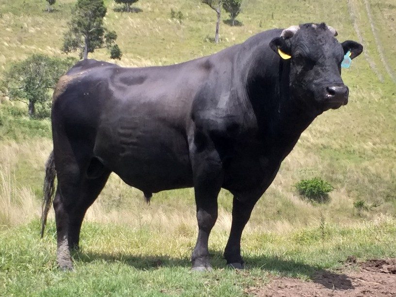 TYDDEWI N4451 (ET), fullblood Wagyu sire