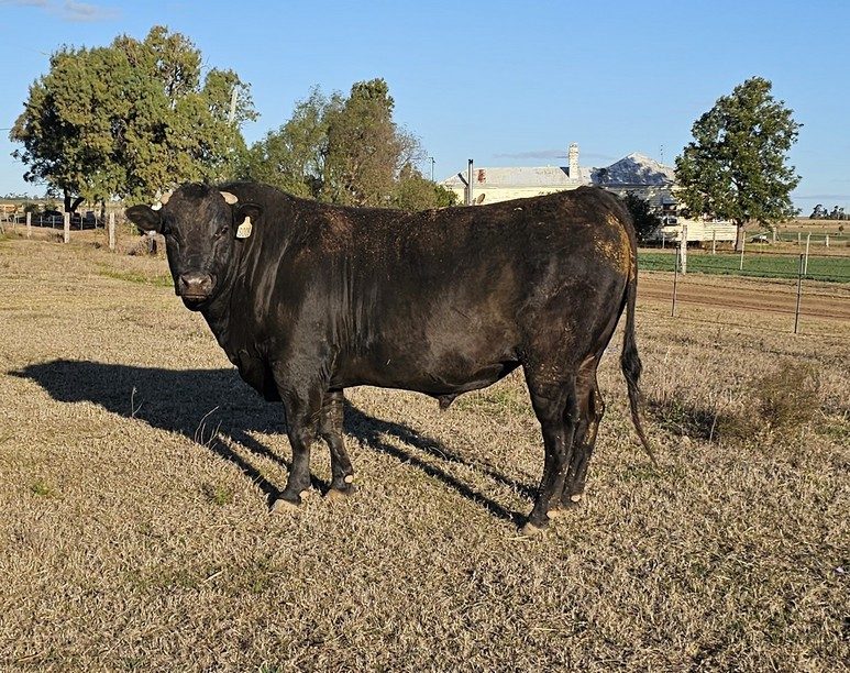 LENDARLOU HLKFS009 (AI) (ET), fullblood Wagyu sire