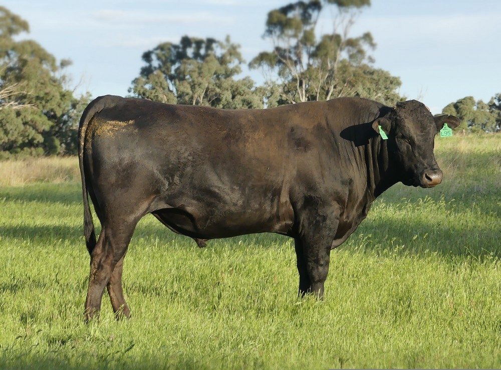 KAPUTAR HUMDINGER L95 (AI), fullblood Wagyu sire