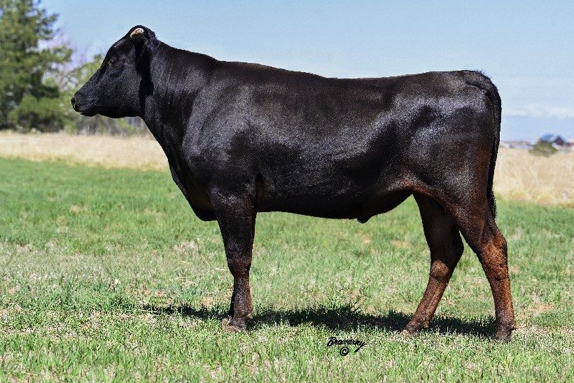LMR SHOGUN 0397H (ET), fullblood Wagyu sire