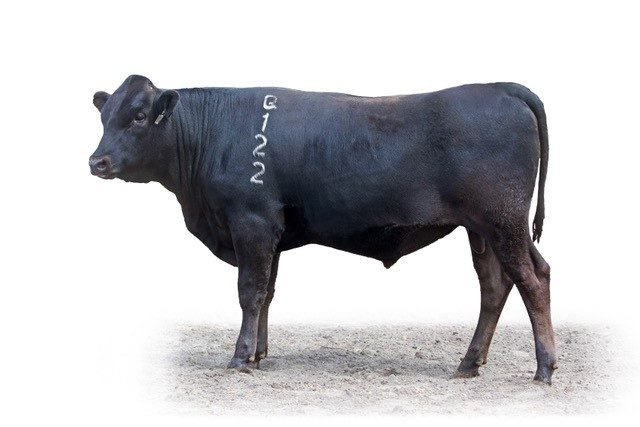 CIRCLE8BULLS Q122 (ET), fullblood Wagyu sire