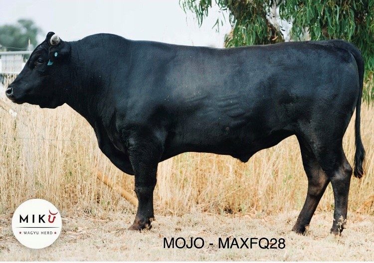 MIKU MOJO Q28 (AI) (ET), fullblood Wagyu sire