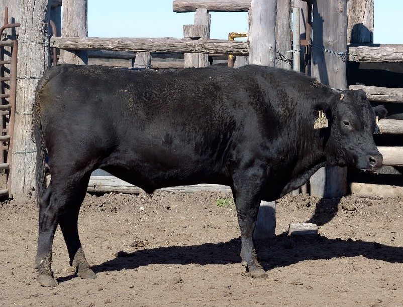 MOONDARRA KUMANAMI 051 (AI), fullblood Wagyu sire