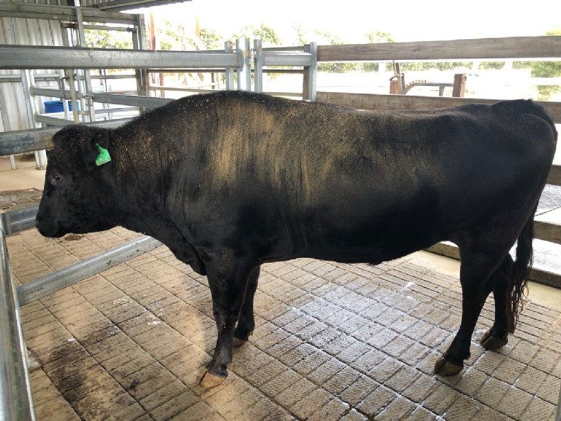 MOYHU SHIKIYASU 2 (AI) (ET), fullblood Wagyu sire
