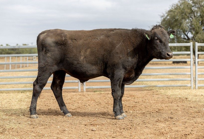 MARATHON MICHIFUKU S0212, fullblood Wagyu sire