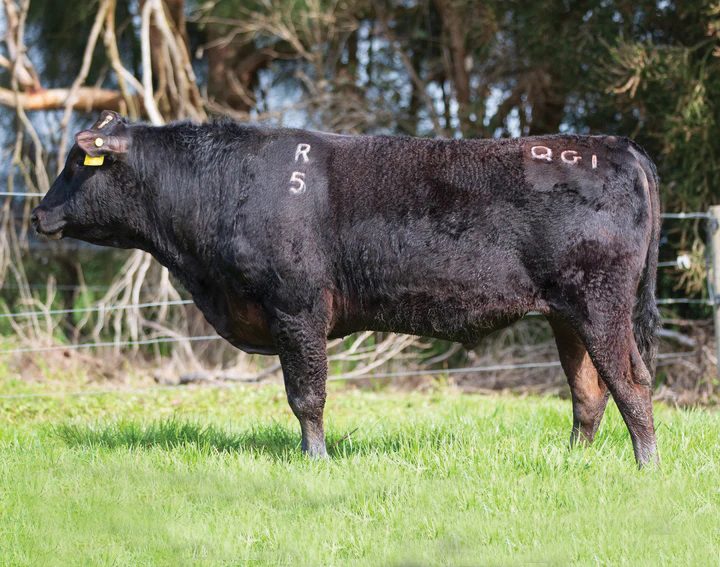 CAPITAL COUNTRY APEX II PPWFR005 (AI) (ET), fullblood Wagyu sire