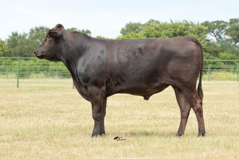 STARTZ TORUKU, fullblood Wagyu sire