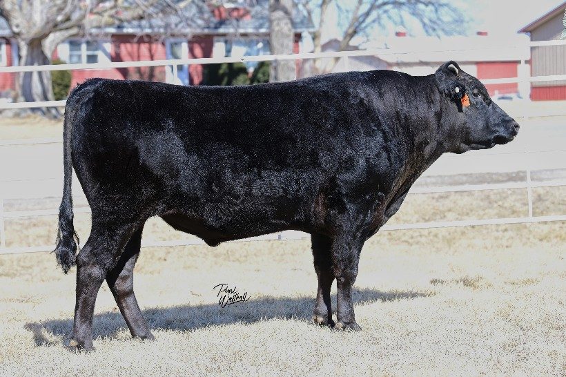SYNERGY TF148 SUZUTANI 533G ET (ET), fullblood Wagyu sire