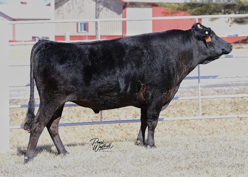 SYNERGY MICH SUZUTANI 87Q (AI), fullblood Wagyu sire