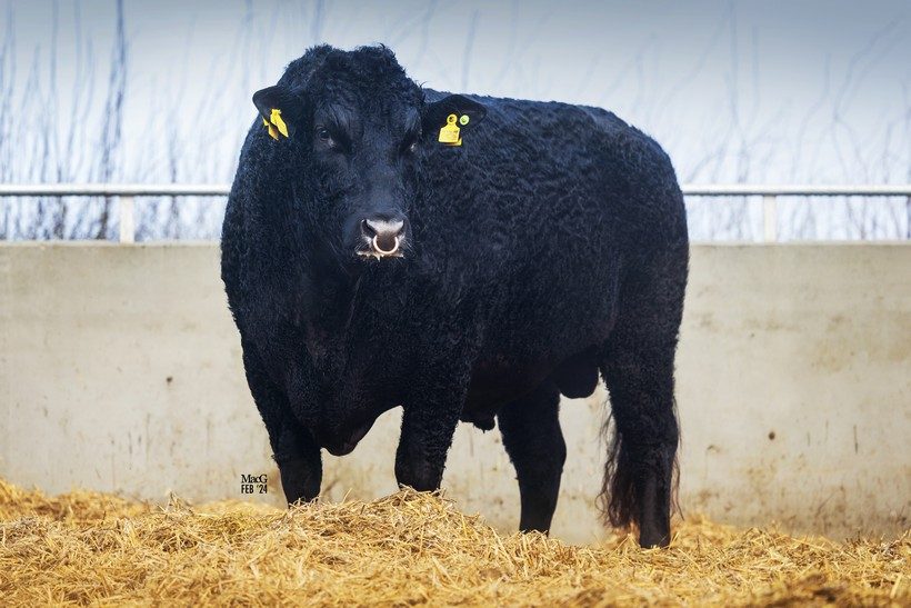 WYNDFORD HERCULES (ET), fullblood Wagyu sire
